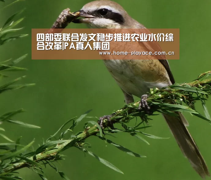 PA真人官网